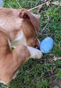 Brianna's pup on his Easter egg hunt